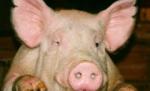 Porc cu viaţă de câine. Singurul guiţător din Afganistan, în carantină