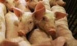 OMS: Carnea de la porcii infectaţi cu H1N1 nu trebuie consumată