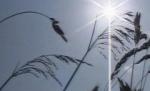 România, ameninţată de secetă. Vezi prognoza meteo pentru trei luni