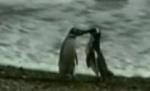 Doi pinguini homosexuali au adoptat un pui la o grădină zoologică din Germania (VIDEO)