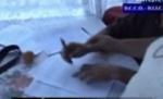 Ilfov. O femeie reţinută după ce a încercat să îşi vândă copilul nou născut pentru 900 de lei (VIDEO)