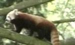 Urs panda cu blana roşie, la Grădina Zoologică din Varşovia (VIDEO)