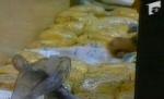 Captură record. Vameşii bulgari au desoperit 70 de kg de heroină într-un microbuz