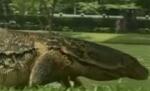 Şopârle uriaşe, într-un parc din Bangkok (VIDEO)