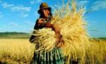 Fermierii din Argentina se pregătesc de grevă