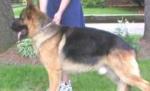 Virusul gripei canine îi îngrijorează pe veterinarii americani 