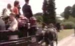 Accident neobişnuit, în Belgia: Două caleşti s-au ciocnit, după ce un cal a fost înţepat de o insectă (VIDEO)