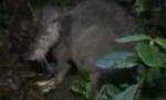 Şobolan imens, descoperit în Papua Noua Guinee (VIDEO)