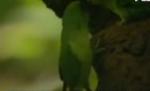 Cel mai mic papagal din lume, filmat pentru prima oară în mediul său natural (VIDEO)