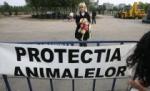 Organizaţiile pentru protecţia animalelor au pichetat sediul Parlamentului