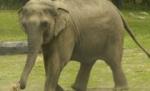 Elefant anchetat pentru că ar fi aruncat cu o piatră într-o vizitatoare