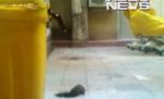 Şobolan filmat pe holurile unui spital din Bucureşti (VIDEO)