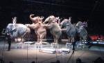 O organizaţie cere interzicerea reprezentaţiilor de circ cu animale sălbatice