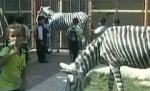 Măgari vopsiţi, pe post de zebre, la o grădină zoo din Gaza (VIDEO)
