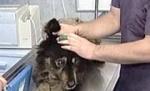 Câinii comunitari, sterilizaţi de veterinari în cadrul unui proiect al Primăriei Capitalei