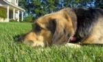 Câinii vagabonzi din Capitală au muşcat peste 9.000 de oameni, în 2009