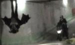 Un francez costumat în liliac a început să serbeze prea devreme Halloween-ul (VIDEO)