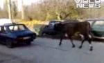 Cum să duci vaca la păscut fără a depune efort: O tragi cu maşina (VIDEO)