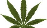 Londra: scandal experţi-guvern pe tema politicii pentru marijuana
