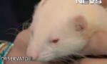 Faceţi cunoştinţă cu Ralph, dihorul lui Cătălin Botezatu (VIDEO)