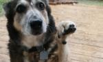 O căţelusă şi-a salvat stăpânul de la moarte: A sărit pe pieptul lui şi i-ar fi repornit inima
