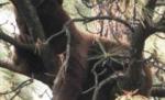 Caz neobişnuit. O familie de urşi trăieşte de trei săptămâni în copac