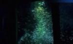 Japonia. Mii de sardine au format un pom de Crăciun, într-un acvariu (VIDEO)