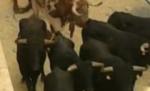Incident pe platourile unui film cu Tom Cruise şi Cameron Diaz: Şapte tauri, scăpaţi de sub control (VIDEO)