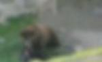 Atacat de urs după ce a căzut în ţarcul său, la zoo (IMAGINI ŞOCANTE) 