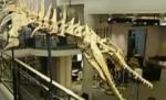 Dinozaur vechi de 100 de milioane de ani, scos la vânzare în Paris
