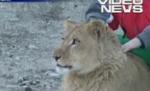 Patru lei crescuţi în captivitate, trimişi în Africa de Sud (VIDEO)