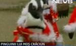 Pinguinii din Japonia vor să fie Moş Crăciun (VIDEO)