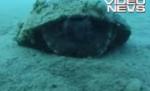 Caracatiţa ?isteaţă?: Foloseşte nucile de cocos pe post de scut (VIDEO)