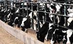 SUA se bazează pe vaci pentru a salva planeta: Acord pentru reducerea emisiilor de la ferme
