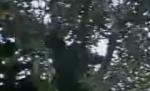 Primele imagini cu gorila Cross River, cel mai rar primat din lume (VIDEO)