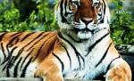 World Wide Fund for Nature:  Mai sunt doar 3200 de tigri pe Terra
