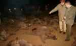 Cinci mistreţi împuşcaţi la Balc, diagnosticaţi cu trichineloză: Complexul, declarat zonă infestată (VIDEO)