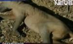 SUA. Un tânăr crede că a prins legendara creatură Chupacabra (VIDEO)