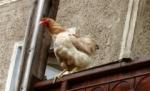 Gripă aviară în Israel: Virusul H5N1, descoperit într-o crescătorie de păsări