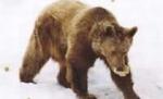 Animalele sălbatice, ajutate de pădurari să depăşească perioada de iarnă