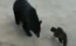 Felina războinică. O pisică a pus pe fugă un pui de urs - VIDEO