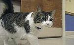 Felină cu puteri paranormale: O pisică a prezis 50 de decese