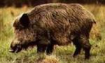 Povestea porcului din Brăila: Autorităţile confirmă aventura mistreţului care atacă instituţii