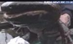 Salamandra uriaşă, cea mai mare specie de amfibie din lume, trăieşte în Japonia (VIDEO)