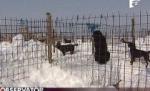 Sute de câini din adăpostul Glina, îngropaţi în zăpadă. Unii nu au supravieţuit