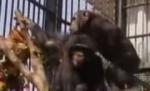 Nuntă mare în Egipt: Fericiţii miri, doi cimpanzei (VIDEO)