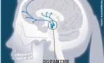 Studiu: Capacitatea de a lua decizii, influenţată de nivelul de dopamină din creier
