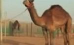 Miss Cămila se alege în Emiratele Arabe Unite: Marele premiu, 10 milioane de dolari (VIDEO)