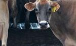 FAO: Micii crescători de animale sunt marginalizaţi
