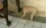 Două femei au ucis un câine cu tocurile de la pantofi (IMAGINI ŞOCANTE)